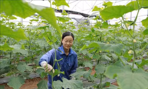 Hợp tác xã phát huy vai trò trụ đỡ cho kinh tế hộ
