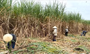 Sử dụng hiệu quả nguồn vốn để phát triển vùng đồng bào dân tộc thiểu số