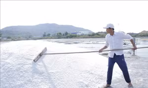 Giá muối giảm, diêm dân vẫn có lãi