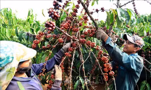 Đấu giá lô cà phê đặc sản ngon nhất Việt Nam: Giá lên đến 1,2 triệu đồng/kg
