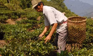 Hành trình 20 năm giảm nghèo - Bài 1: Điểm sáng trong công cuộc xóa đói giảm nghèo