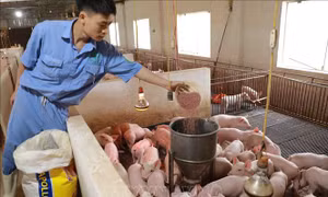 Giá lợn hơi thấp, người chăn nuôi khó duy trì sản xuất