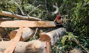 Kiểm lâm Gia Lai điều tra, xử lý nghiêm tình trạng phá rừng tại Mang Yang