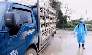 Ngăn chặn vận chuyển trái phép gia cầm vào Việt Nam tại các đầu mối giao thông