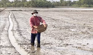 Nhiều giải pháp xuống giống tập trung vụ Hè Thu ở Vĩnh Long