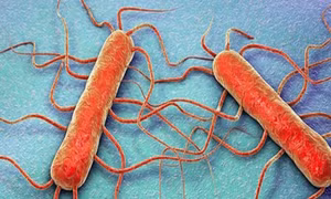 Mỹ cảnh báo nguy cơ bùng phát bệnh do vi khuẩn listeria