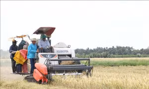 Lúa Đông Xuân trúng mùa nhưng lợi nhuận không như kỳ vọng