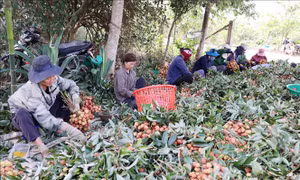 Vải chín sớm được giá, nông dân lãi cao