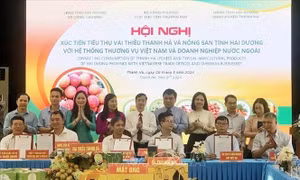 Đẩy mạnh kết nối, hỗ trợ tiêu thụ vải thiều Hải Dương niên vụ 2024