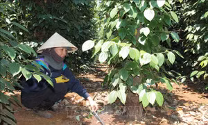 Sử dụng nước tiết kiệm để Tây Nguyên vượt qua mùa khô