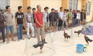 Triệt phá trường đá gà ăn tiền quy mô lớn ở Đắk Lắk