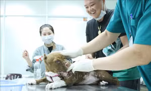 Xây dựng vùng an toàn, phòng chống bệnh dại