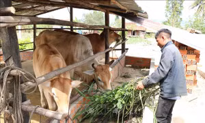 Nhiều mô hình giúp đồng bào ở K'bang phát triển kinh tế gia đình