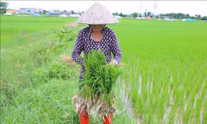 Các địa phương tập trung tiêu nước, chống úng bảo vệ diện tích cây trồng