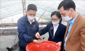 Nhiều hộ dân ở Nam Định chuyển sang nuôi ốc hương