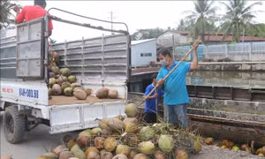 Trà Vinh: Giá dừa khô tăng cao