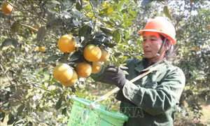Lan tỏa thương hiệu 'cam Vinh'