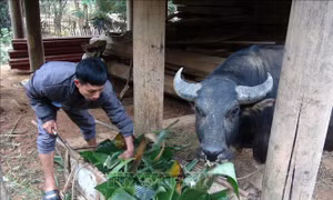 Người dân miền núi Nghệ An chủ động ứng phó với rét đậm, rét hại