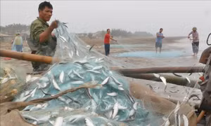 Tín hiệu vui về mùa khai thác cá trích bội thu