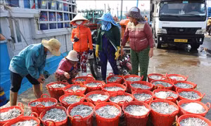 Ngư dân Ninh Thuận trúng mùa khai thác cá cơm