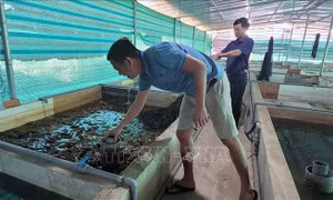 Giá lươn xuống thấp, người nuôi lỗ nặng