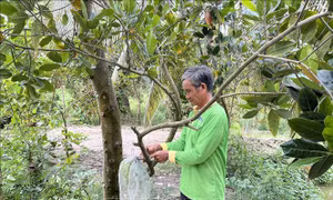 Người dân Long An chờ mưa 'cứu' cây ăn trái