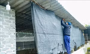 Người chăn nuôi tích cực chống rét bảo vệ đàn gia súc, gia cầm