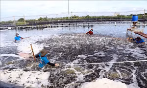Chấn chỉnh việc phòng chống và báo cáo số liệu dịch bệnh trên tôm nuôi