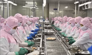 Tôm Việt Nam 'tăng nhiệt' tại nhiều thị trường lớn