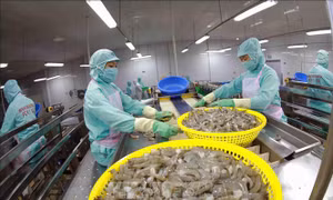 Xuất khẩu tôm đổi hướng thị trường những tháng cuối năm