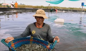 Nuôi tôm nước lợ theo hướng sản xuất an toàn