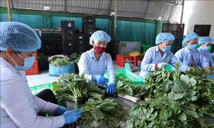 Phát hành sách Điều lệ Liên minh Hợp tác xã Việt Nam khóa VI nhiệm kỳ 2020 - 2025