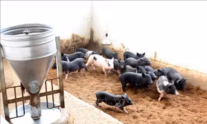 Nông dân linh hoạt ứng phó tình trạng giá thức ăn chăn nuôi tăng