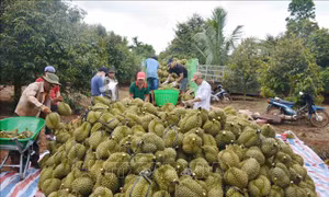 Bảo vệ 'ngôi vương' cho cây ăn trái 'tỷ đô' - Bài cuối: Phát triển bền vững cây sầu riêng