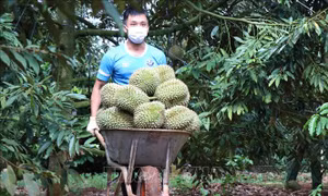 Sẽ có thêm nhiều mã số vùng trồng sầu riêng được xuất khẩu vào Trung Quốc