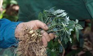Nhiều ý kiến phản hồi về đề nghị thành lập Hiệp hội sản xuất sâm Việt Nam