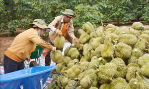 Khẳng định vị thế trái sầu riêng trong ngành hàng xuất khẩu tỷ USD