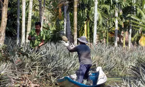 Phát triển bền vững nhãn hiệu tập thể vùng Đồng bằng sông Cửu Long