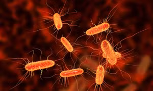480 người ở Ai Cập mắc bệnh đường ruột do vi khuẩn E.coli