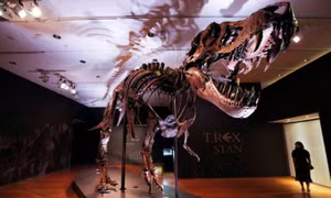 Bộ xương hóa thạch của khủng long T-Rex được bán với giá hơn 6 triệu USD