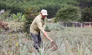 Vượt khó làm giàu bằng mô hình trồng dứa