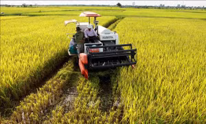 Phát triển sản xuất hiệu quả nhờ tích tụ ruộng đất