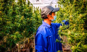 Thái Lan phát miễn phí 1 triệu cây cần sa cho người dân