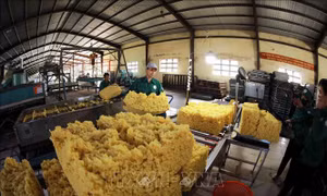 Căng thẳng Biển Đỏ: Dự báo xuất khẩu cao su vẫn gặp khó
