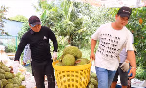 Cần Thơ được mùa, được giá sầu riêng