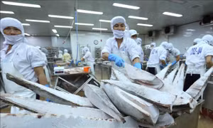 Gỡ nút thắt nguyên liệu cho xuất khẩu cá ngừ