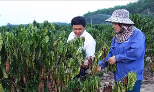 Nhiều diện tích cà phê ở Kon Tum bị ảnh hưởng do nắng hạn