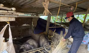 Cao Bằng có trên 300 con gia súc bị chết rét