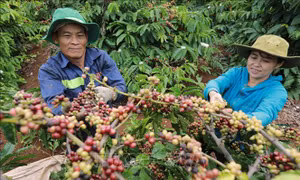 Nâng cao uy tín và giá trị cà phê Việt