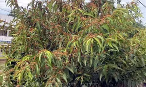 Ngăn châu chấu tre lưng vàng lan rộng, gây hại